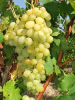 Butaș Viță de Vie de Masă "Afuz Ali", 1 Bucată