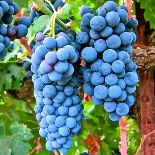 Vița de Vie "Cabernet Sauvignon", la Ghiveci