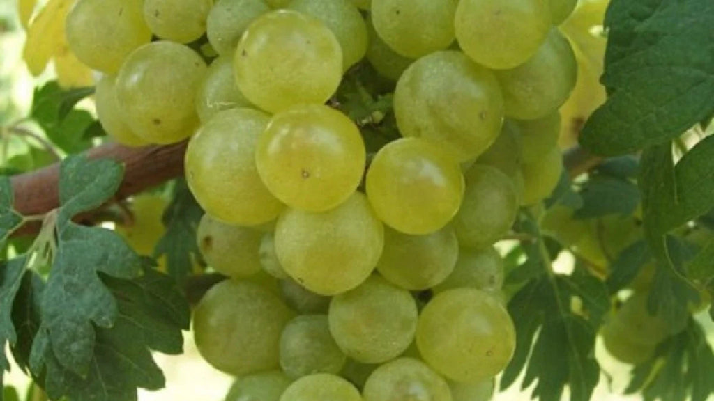 Butaș Viță de Vie de Masă "Chasselas Dore", 1 Bucată