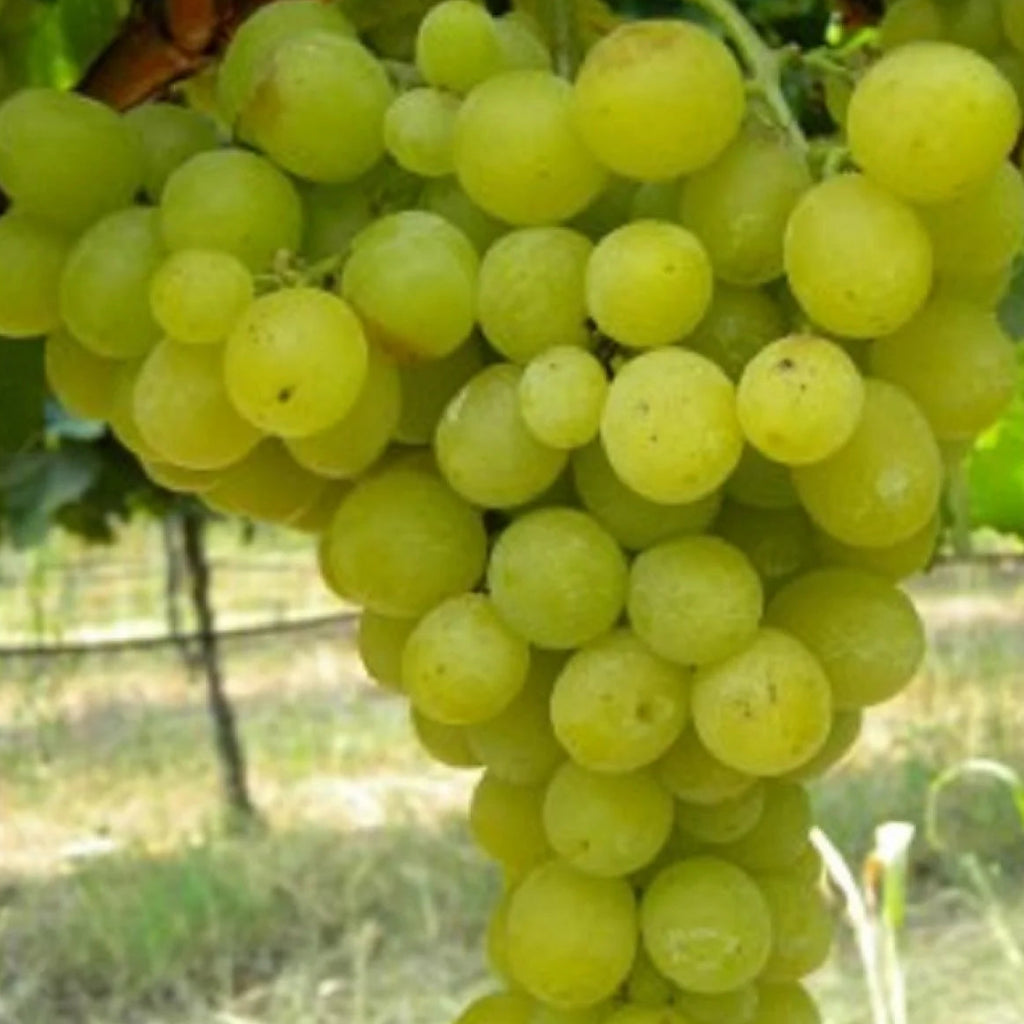 Butaș Viță de Vie de Masă "Regina Viilor", 1 Bucată