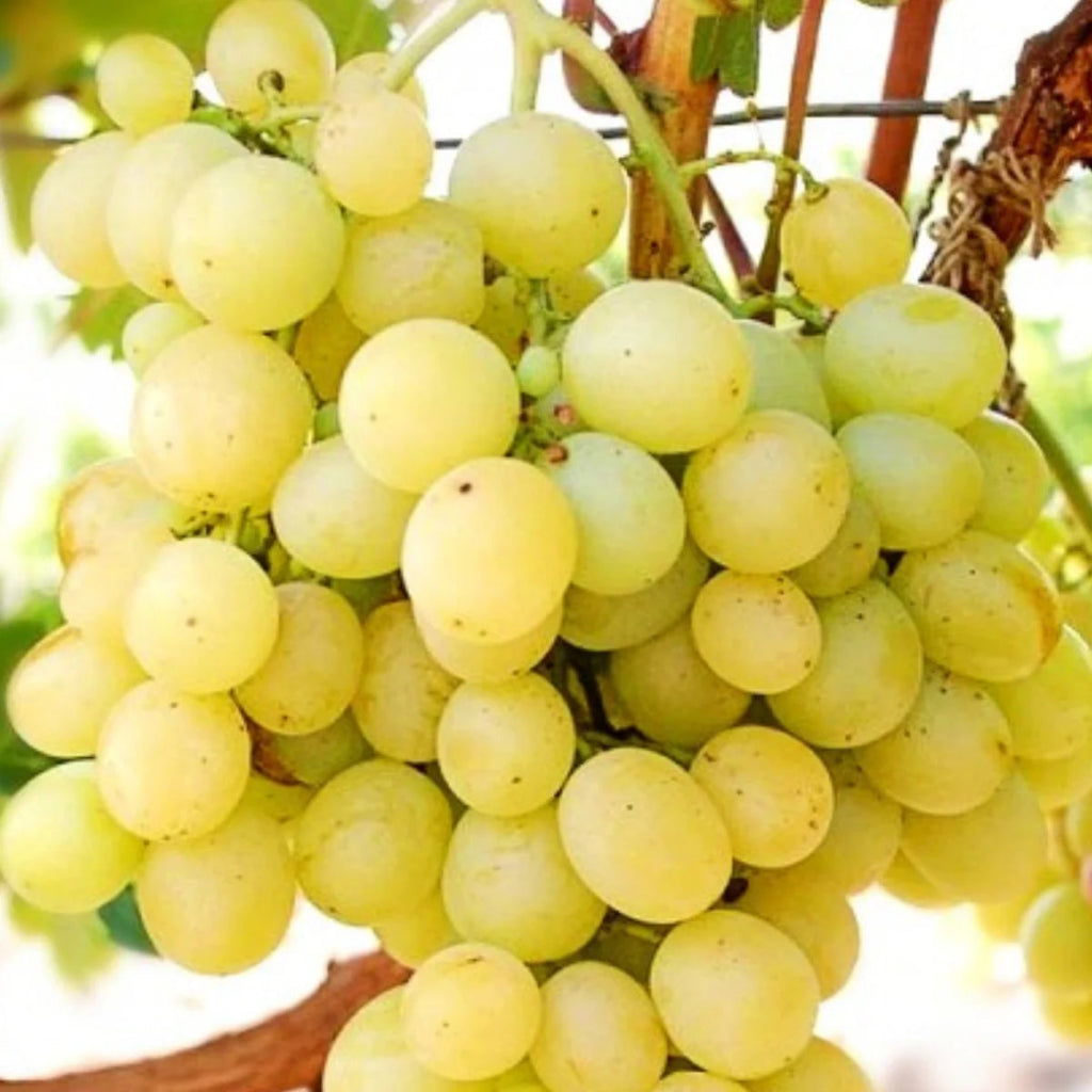 Butaș Viță de Vie de Masă "Italia", 1 Bucată