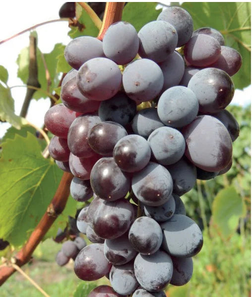 Viță de Vie de Masă "Jupiter Canadice", la Ghiveci