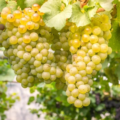 Viță de Vie de Masă "Kismis Galben", la Ghiveci