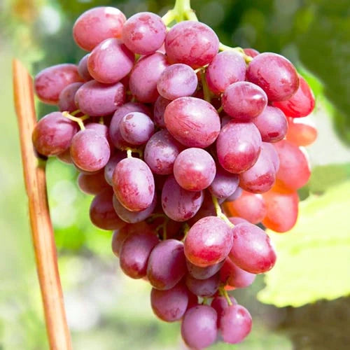 Viță de Vie de Masă "Kismis Roz", la Ghiveci