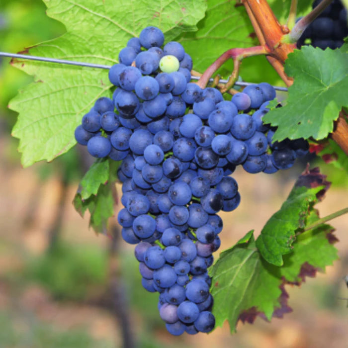 Butaș Viță de Vie "Merlot", 1 Bucată