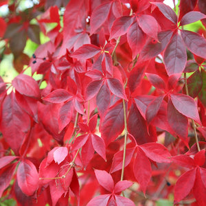 Vita de Canada (Parthenocissus quinquefolia), 1 Bucata