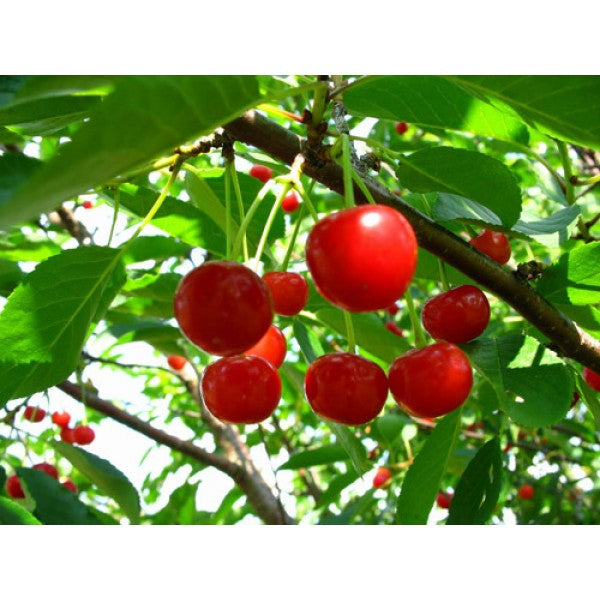 Pomi Fructiferi - Visin - Nana - Anul 2 - 1 buc