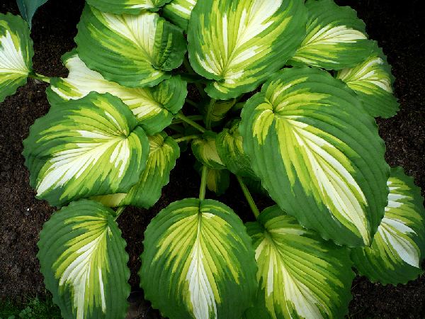 Bulbi de Hosta "War Paint", 1 Bucata