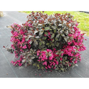 Weigela Roz ,la Ghiveci de 3L,1 Bucata