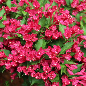 Weigela Roz ,la Ghiveci de 3L,1 Bucata