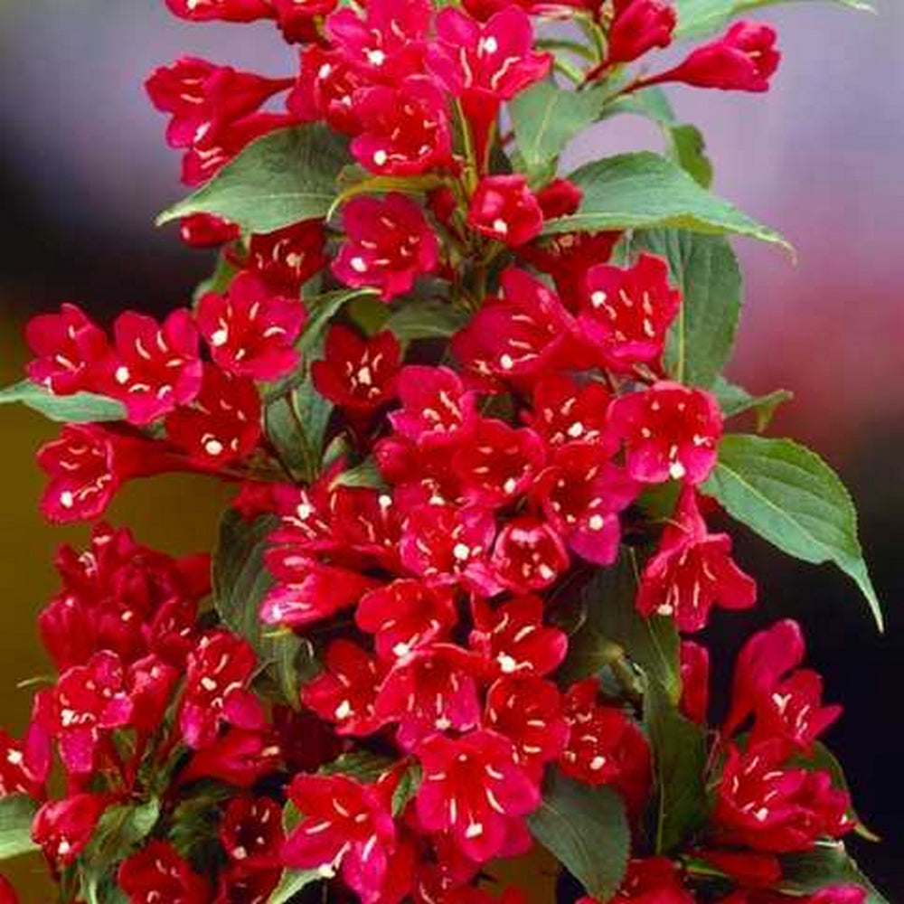 Weigela Rosie,la Ghiveci de 3L, 1 Bucata