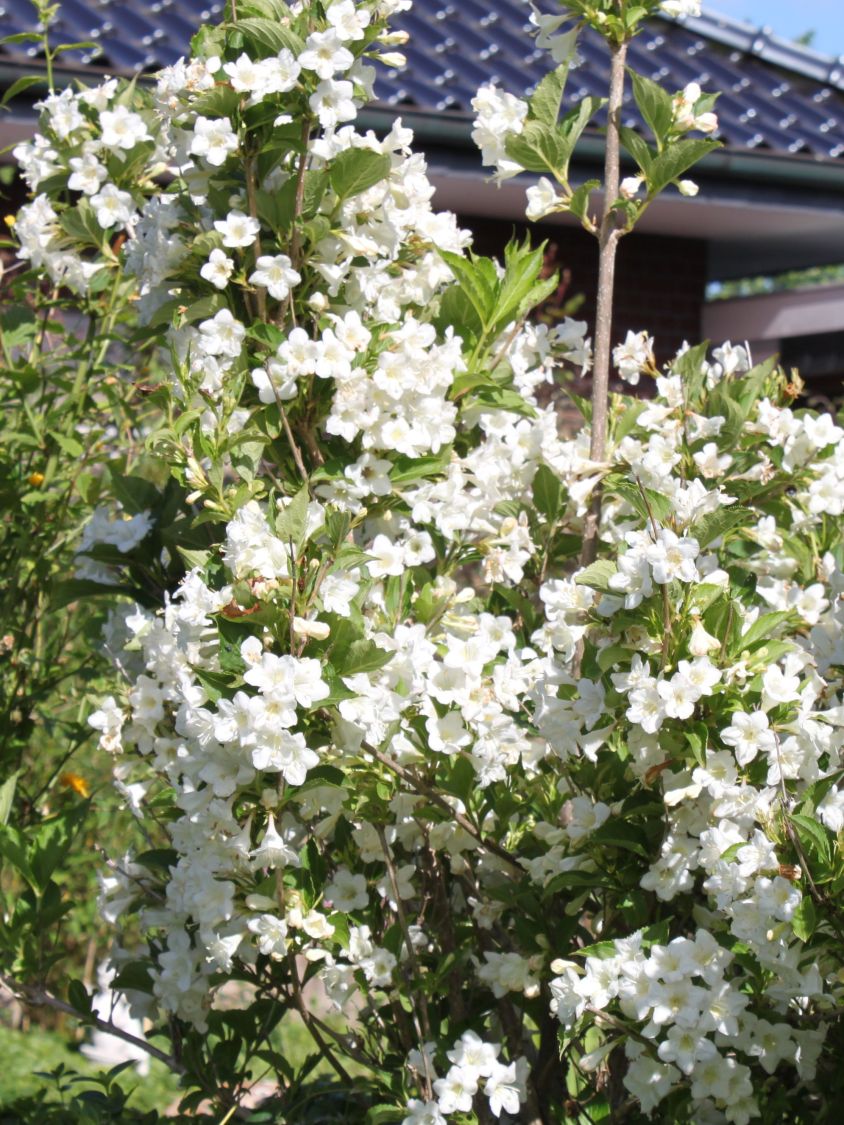 Weigela Alba, la Ghivechi de 3L, 1 Bucata