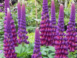 Bulbi de Lupine, Mov, 2 Bucati