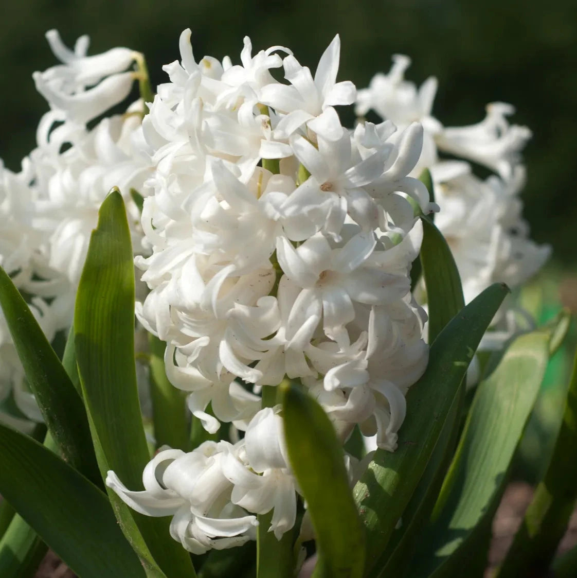 Bulbi de Zambile "Multiflora White", 2 Bucati