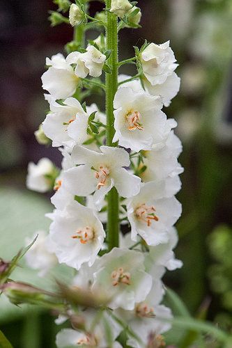 Verbascum Phoeniceum ''Flush of White'' (Lumanarica)