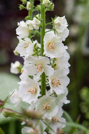 Verbascum Phoeniceum ''Flush of White'' (Lumanarica)