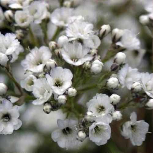 Gypsophila "WhiteFestival"(Floarea Miresei)- 2 bucati
