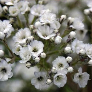 Gypsophila "WhiteFestival"(Floarea Miresei)