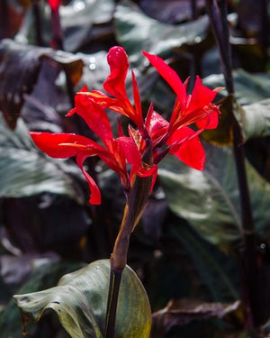 Bulbi de Canna "Black Knight", 1 Bucata