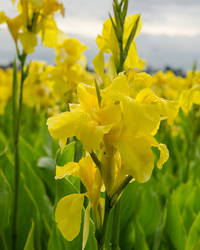 Bulbi de Canna "Richard Wallace", Galben, 1 Bucata