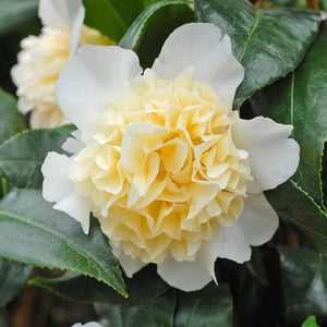 Camellia Brushfield Yellow la ghiveci P9