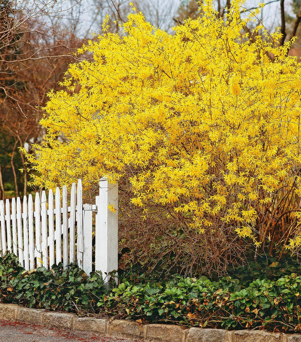 Forsythia,1 Bucata