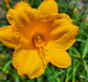 Bulbi de Hemerocallis "Stella de Oro", Crin Salbatic, 1 Bucata