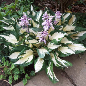 Bulbi de Hosta "Fire and Ice", 1 Bucata