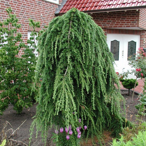 Larix Curgator,1 Bucata