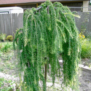 Larix Curgator,1 Bucata