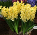 zambila-Yellow-Queen-p5-1 - Fitza Florilor