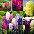 Zambile Pachet Mix multicolore înflorite, flori parfumate de primăvară pentru grădină și ghiveci (Hyacinthus orientalis)