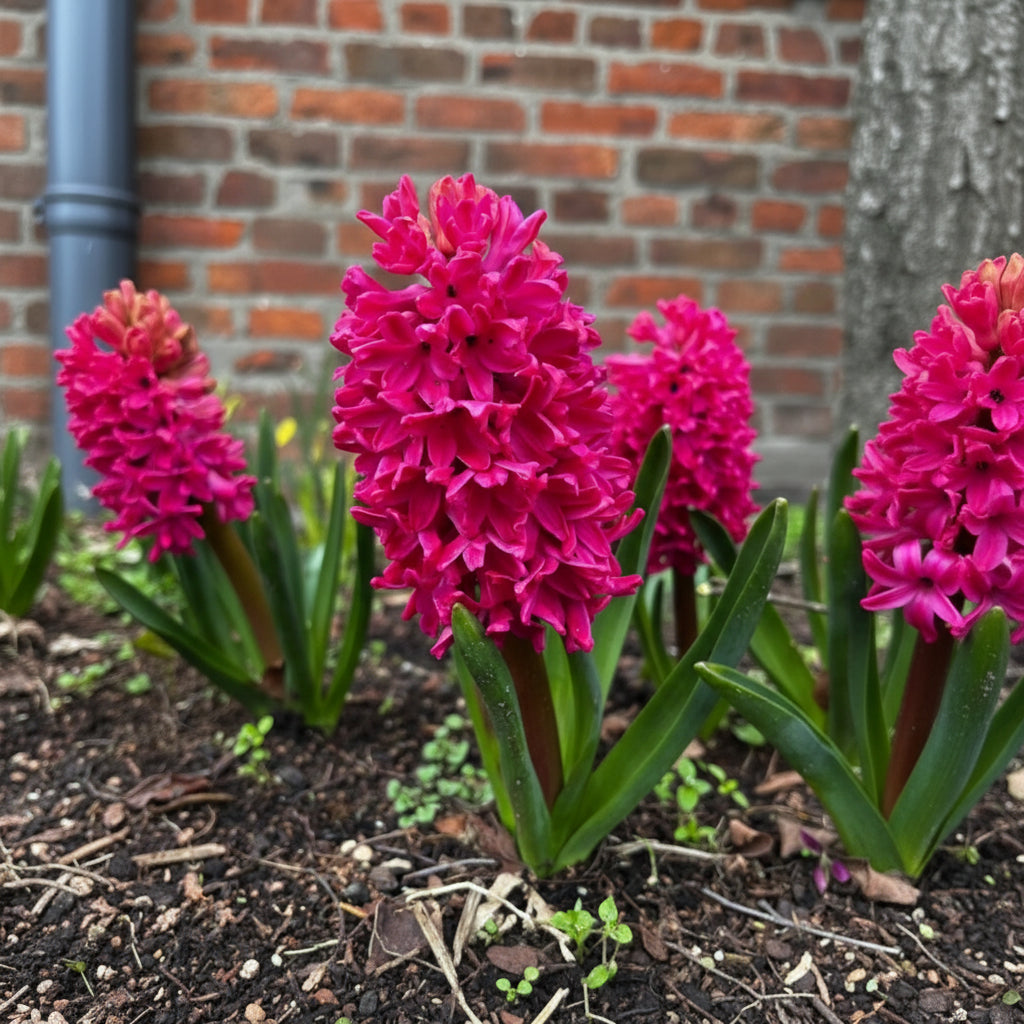 Zambile Jan Bos cu flori roșu intens, zambile decorative de primăvară