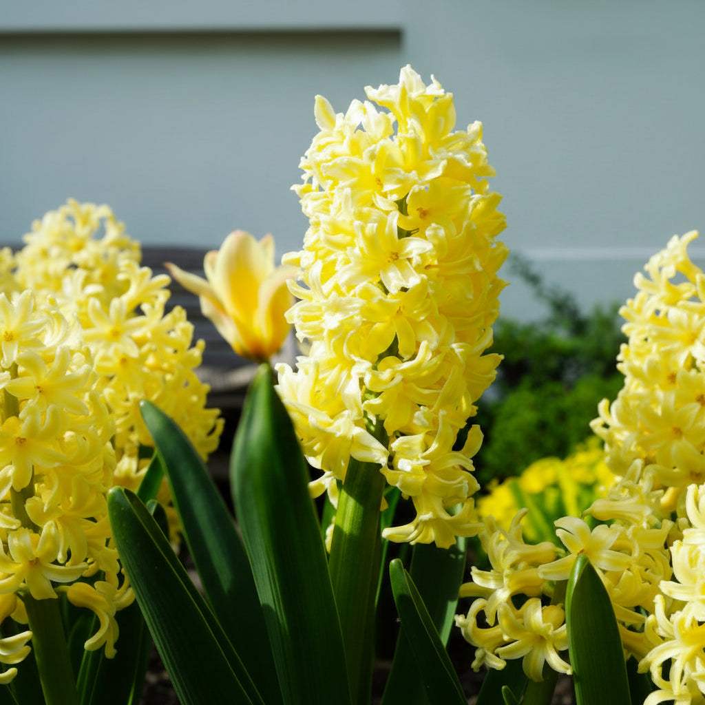 zambila-yellow-queen - Fitza Florilor