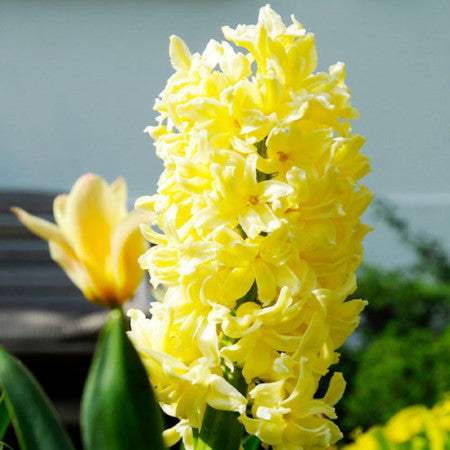 zambila-yellow-queen_34fcbe19-4528-475c-ae44-53a3cd238d6b - Fitza Florilor