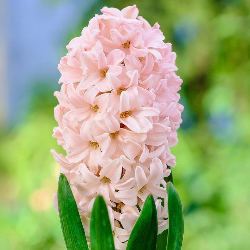 Zambilă Apricot Passion înflorită, flori pastel cais-roz, plantă decorativă de grădină