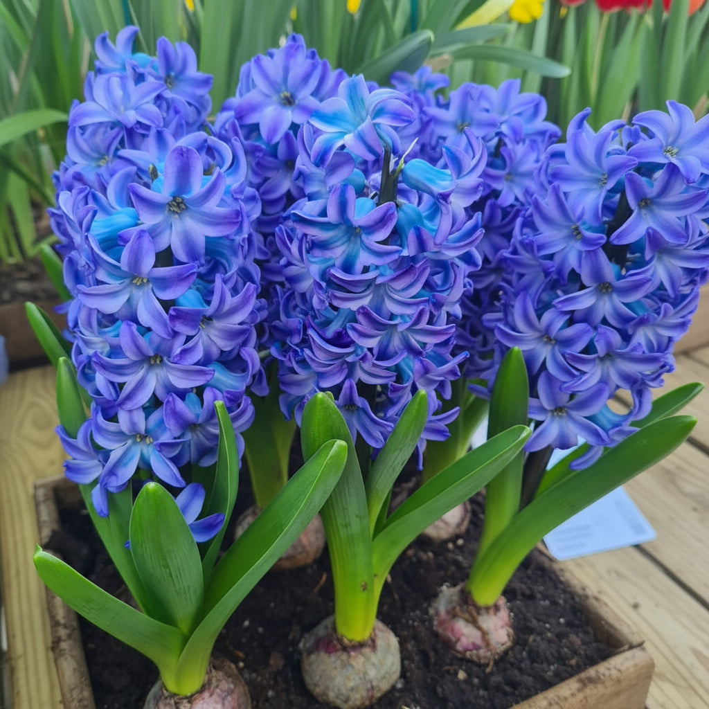 Floare de zambilă Aqua cu petale albastre și parfum delicat