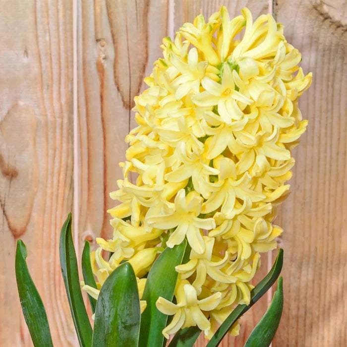 zambile-ghipsy-princess-bulbi-m17-18-210630 - Fitza Florilor