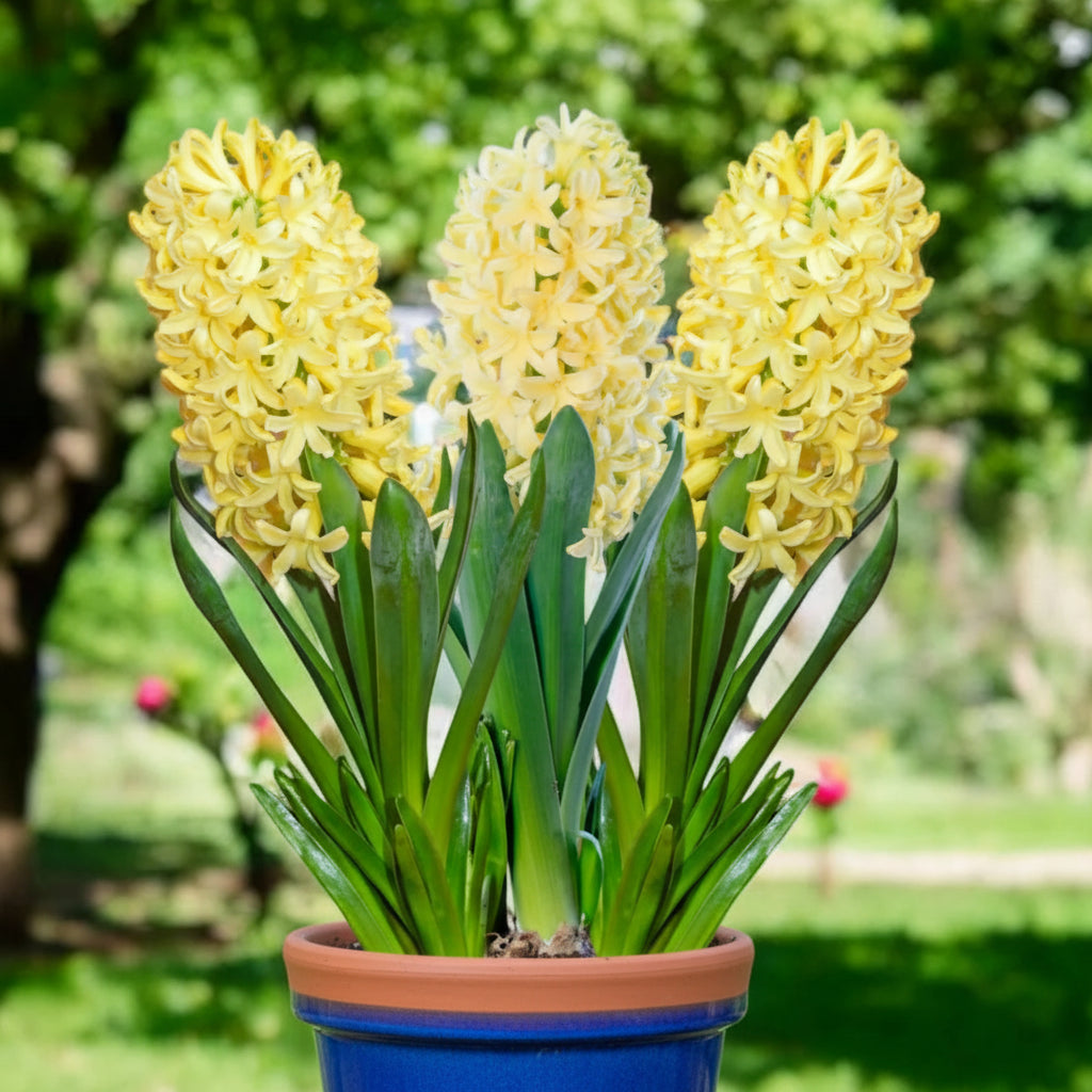 Zambile Gipsy Princess cu flori galbene pastel, zambile decorative de primăvară