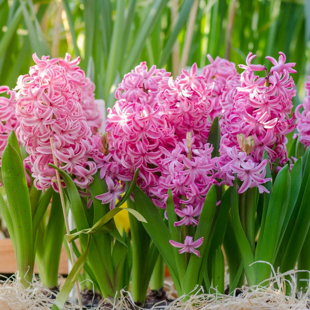 zambile-pink-pearl-3-bulbi-238355 - Fitza Florilor