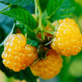 zmeur-fallgold-butas-de-zmeura-fructe-galbene-foarte-aromate-si-dulci41474_8f183728-1b62-445d-92ce-c99be9054ecc - Fitza Florilor