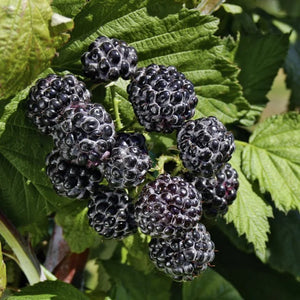 Zmeur Pomisor Negru, Anul 2, 1 Bucata