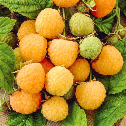 zmeur-yellow-giant1_86ac50fe-5135-4096-af83-48e927b11386 - Fitza Florilor