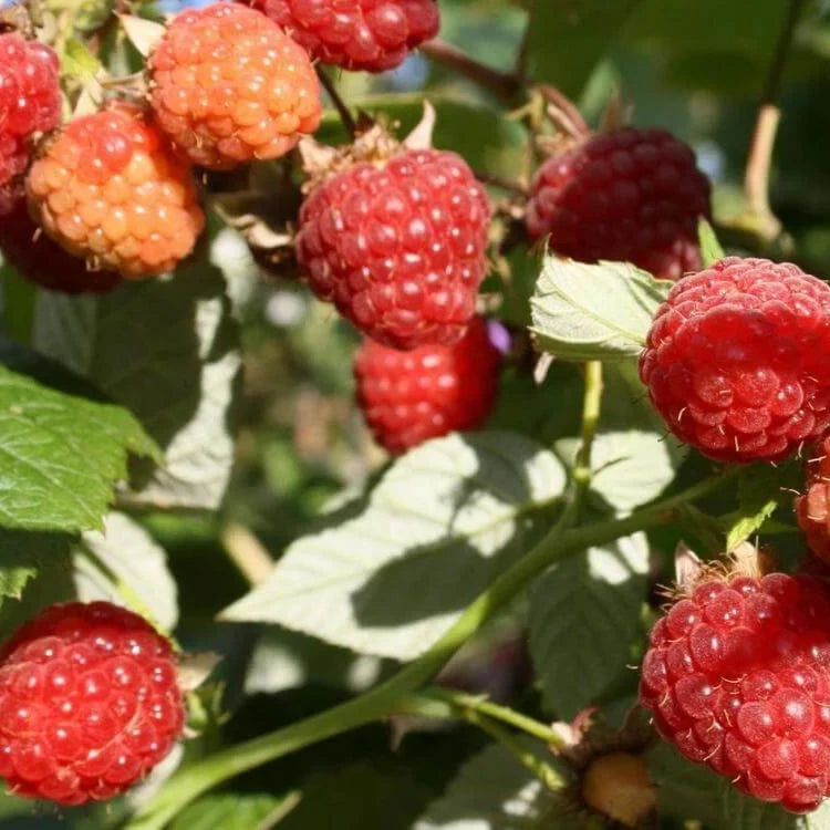 Zmeur "Sugana", Anul 2, 1 Bucata